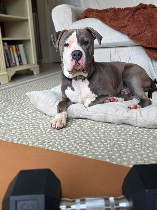 Saturn, adopted, Adult Male American Staffordshire Terrier.