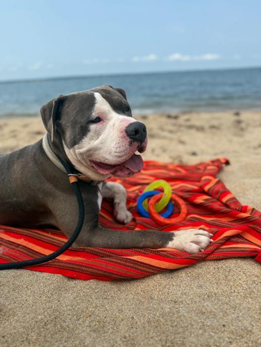 Enlarge Saturn, an adopted American Staffordshire Terrier in Saluda, VA image 4/5