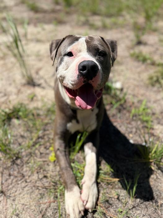 Enlarge Saturn, an adopted American Staffordshire Terrier in Saluda, VA image 2/5
