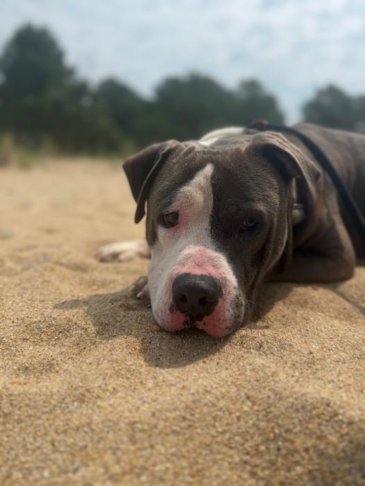 Enlarge Saturn, an adopted American Staffordshire Terrier in Saluda, VA image 3/5