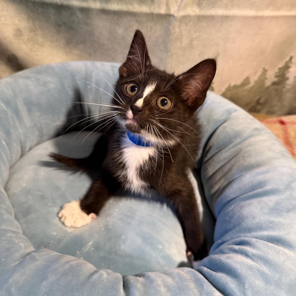 Arlington, Adoptable, Kitten Male Domestic Short Hair.
