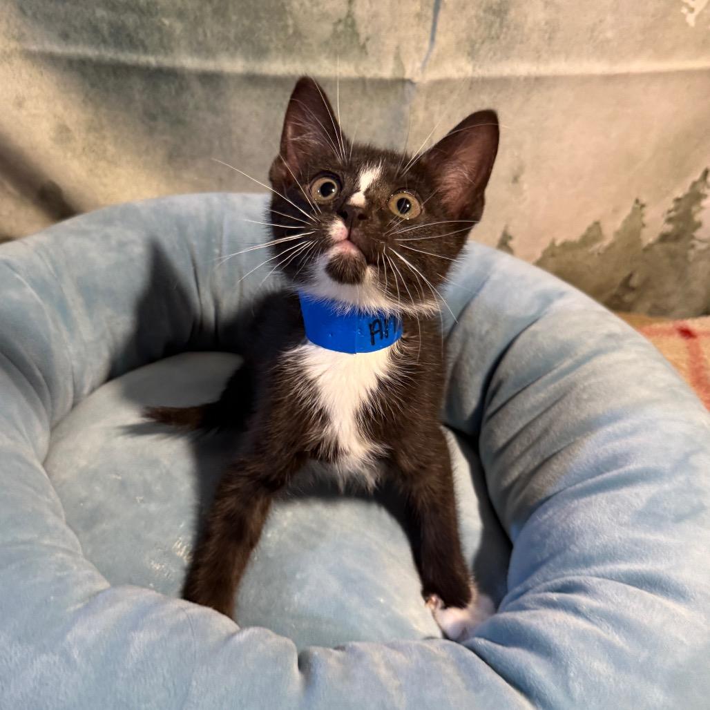 Enlarge Arlington, a Adoptable Domestic Short Hair in Richfield, MN image 2/3