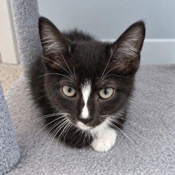 Enlarge Arlington, a Adoptable Domestic Short Hair in Richfield, MN image 3/3
