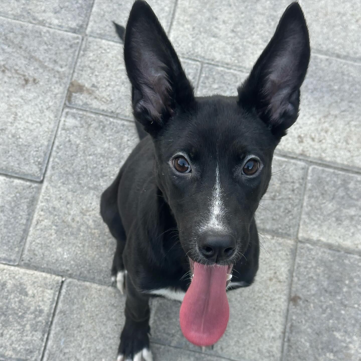 Adorable Amy Kelpie Shepherd lab!