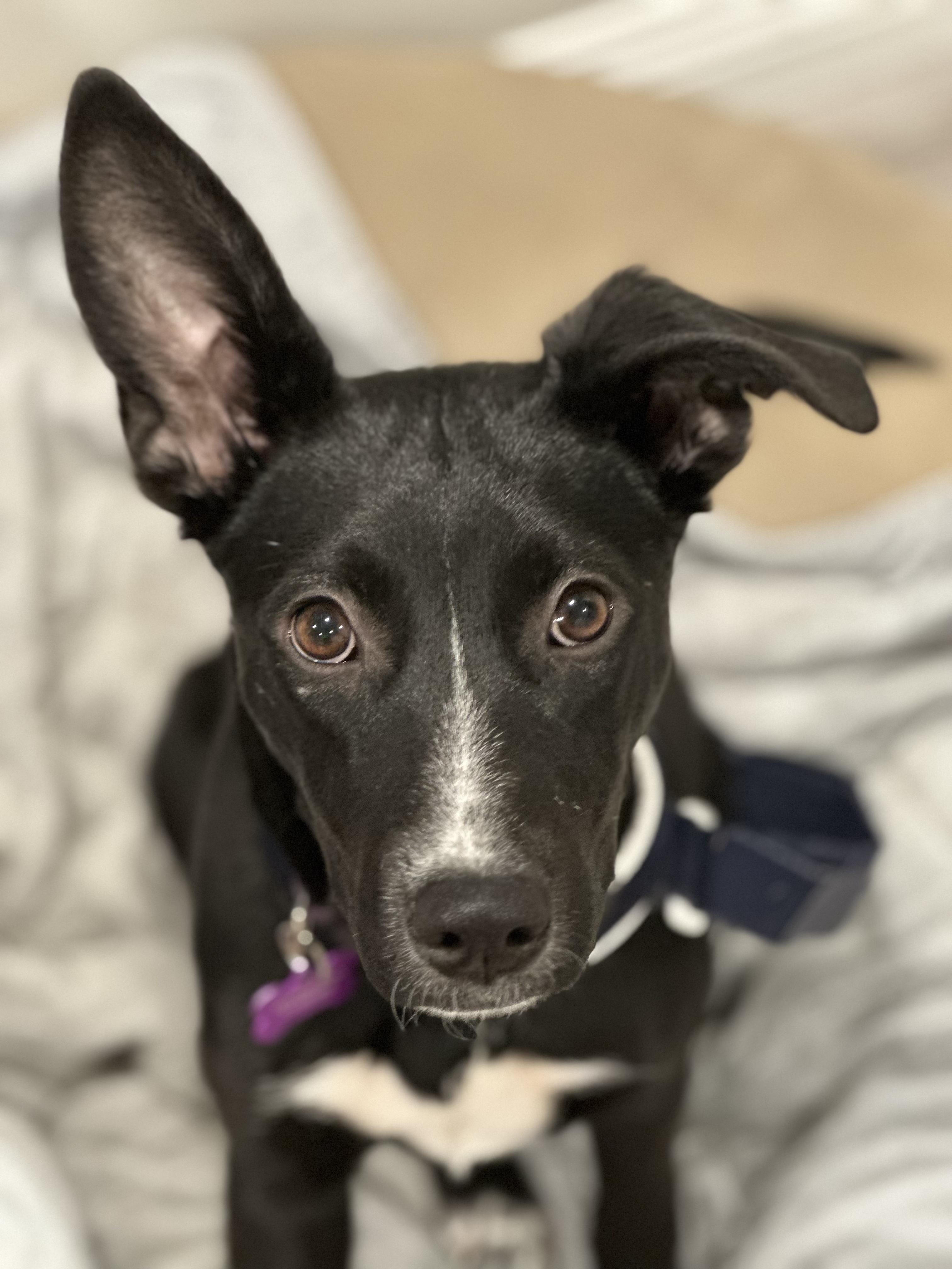 Adorable Amy Kelpie Shepherd lab!