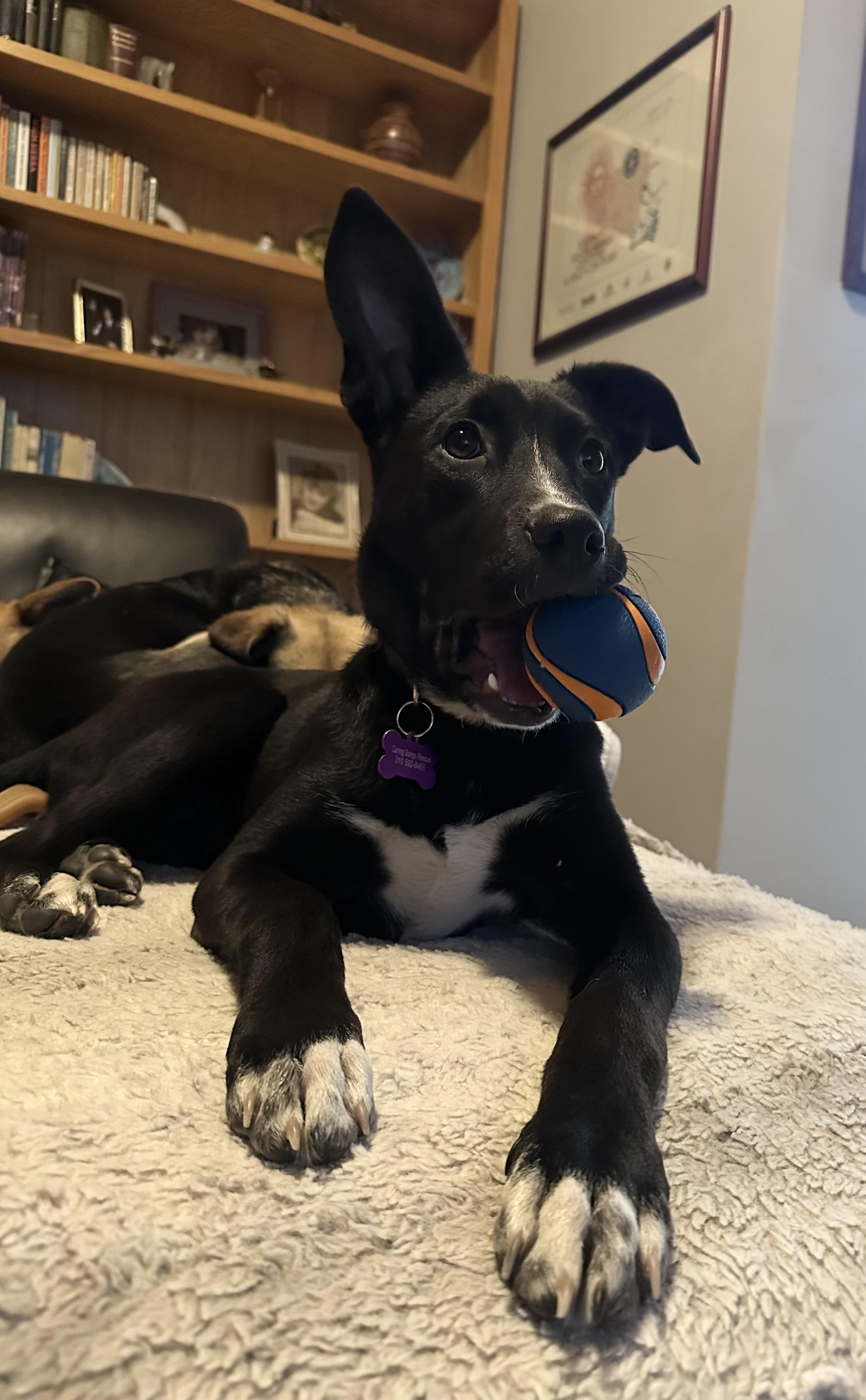 Adorable Amy Kelpie Shepherd lab!