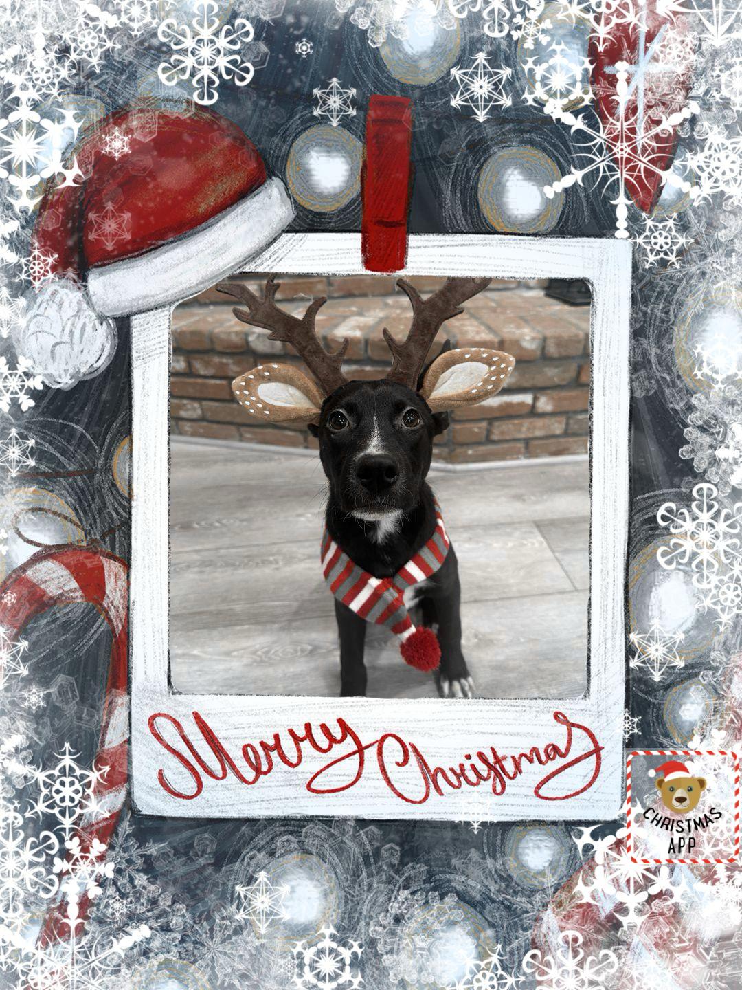 Adorable Amy Kelpie Shepherd lab!