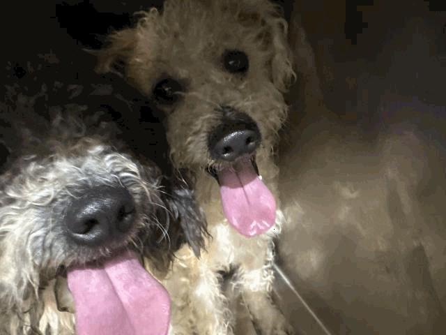 Terry, ADOPTABLE, Adult Male Shih Tzu.