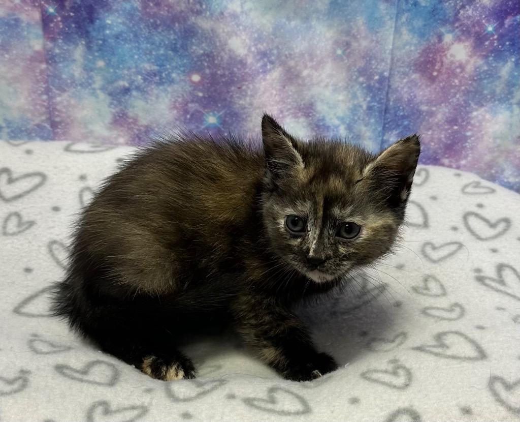 Enlarge Lily, a Adoptable mixed breed in Washington Court House, OH image 1/2