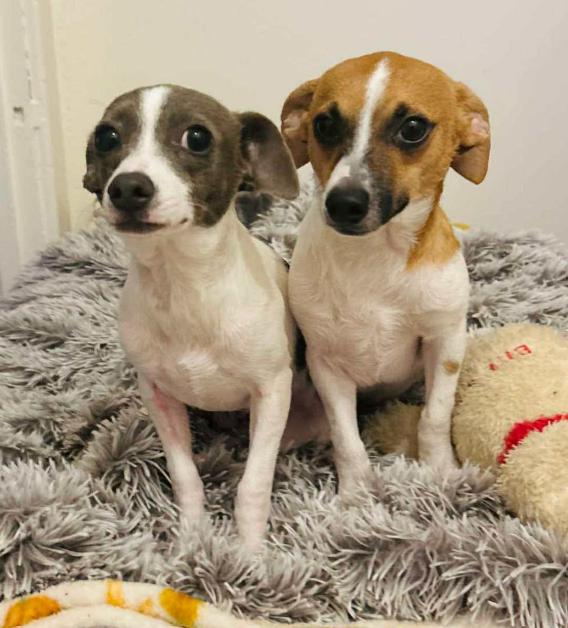 Bonded Pair - Max & Molly