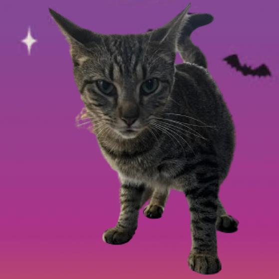 Mariah, Adoptable, Adult Female Domestic Short Hair.