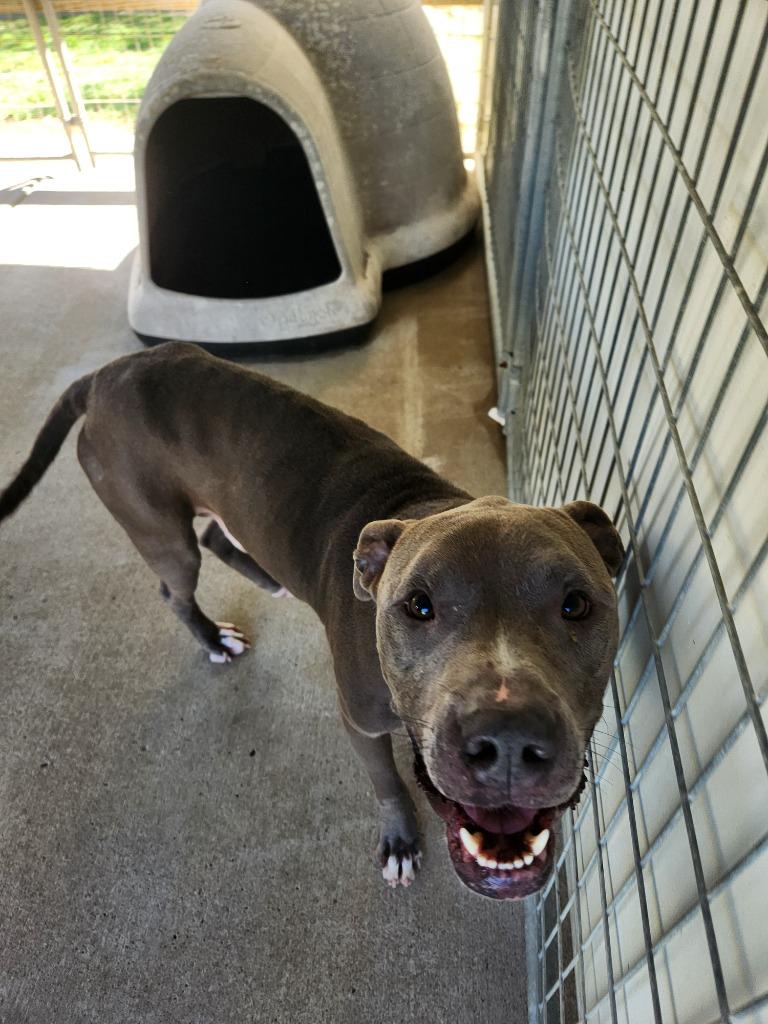 Blue, Adoptable, Adult Male Staffordshire Bull Terrier & Mixed Breed.