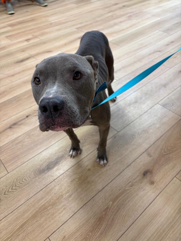 Enlarge Blue, a Adoptable mixed breed in Fayetteville, TN image 2/4