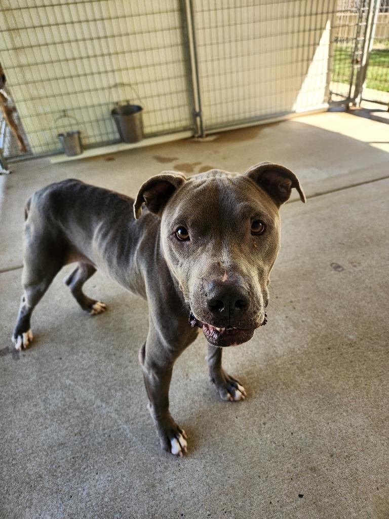 Enlarge Blue, a Adoptable mixed breed in Fayetteville, TN image 3/4