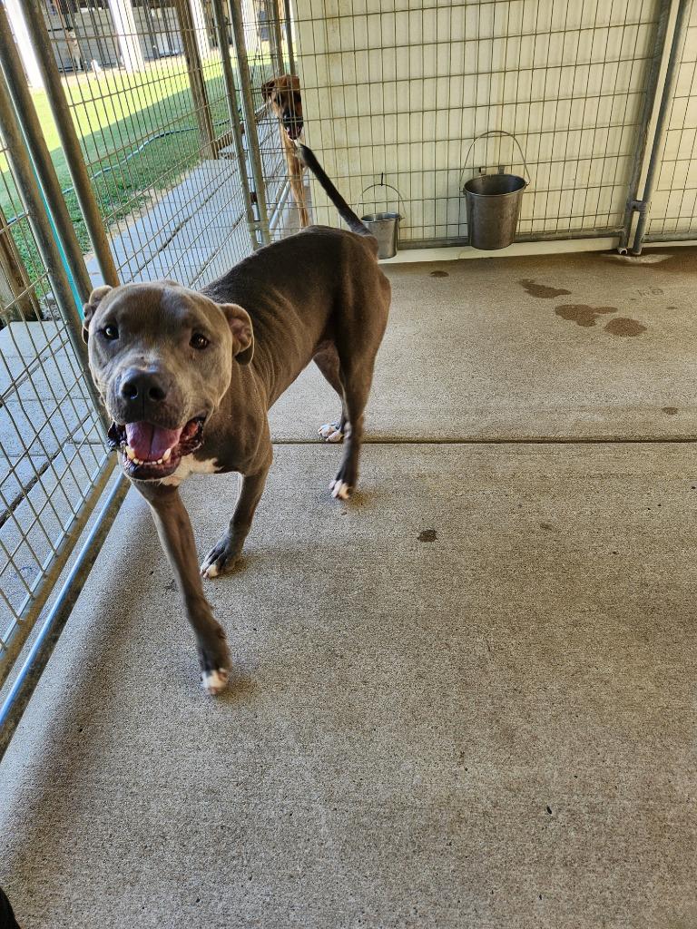 Enlarge Blue, a Adoptable mixed breed in Fayetteville, TN image 4/4
