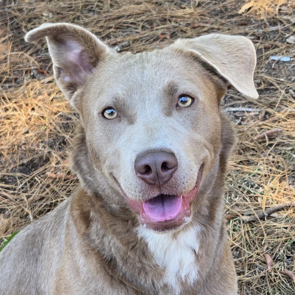 Enlarge Astrid, a Adoptable mixed breed in Lexington, SC image 1/2