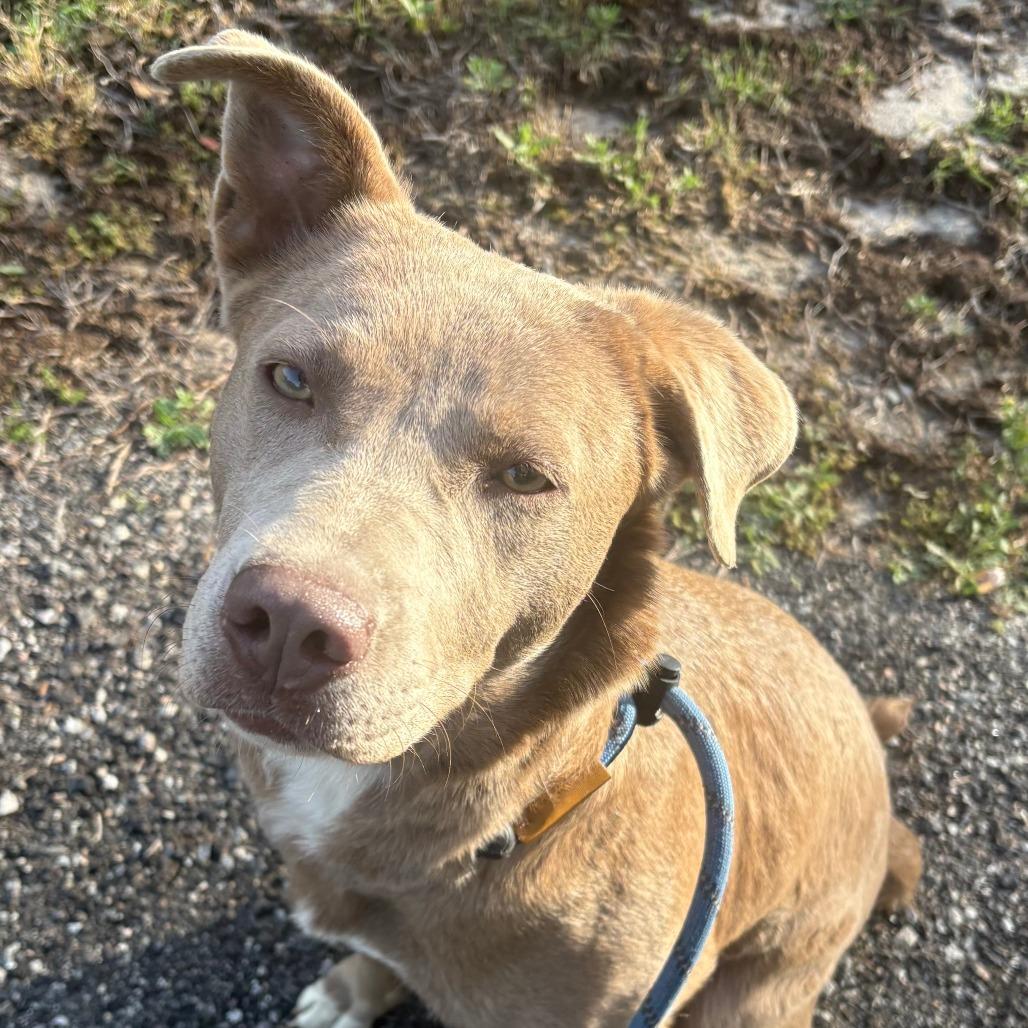 Enlarge Astrid, a Adoptable mixed breed in Lexington, SC image 2/2