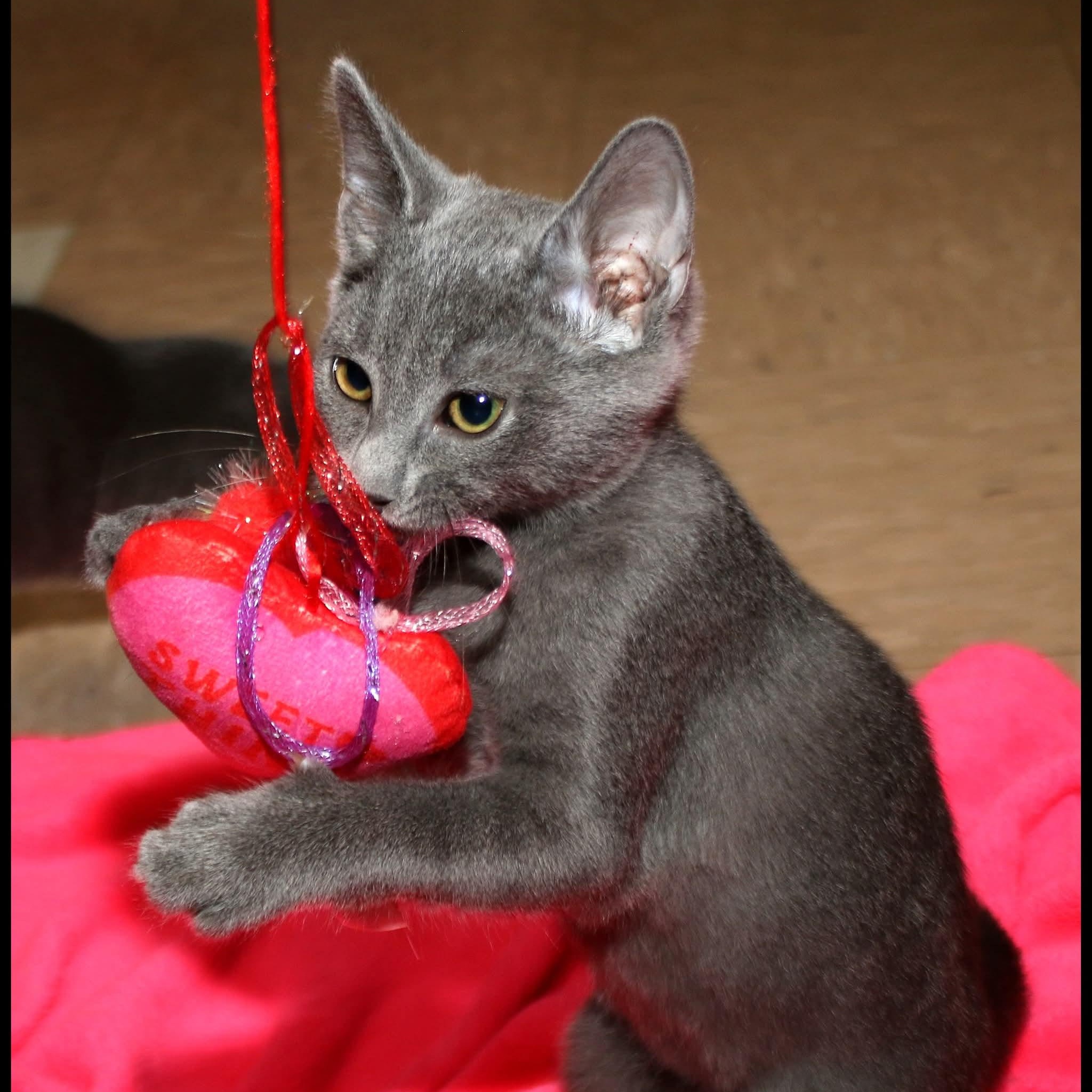 Enlarge Alex, a Adoptable Domestic Short Hair in Shippenville, PA image 2/2