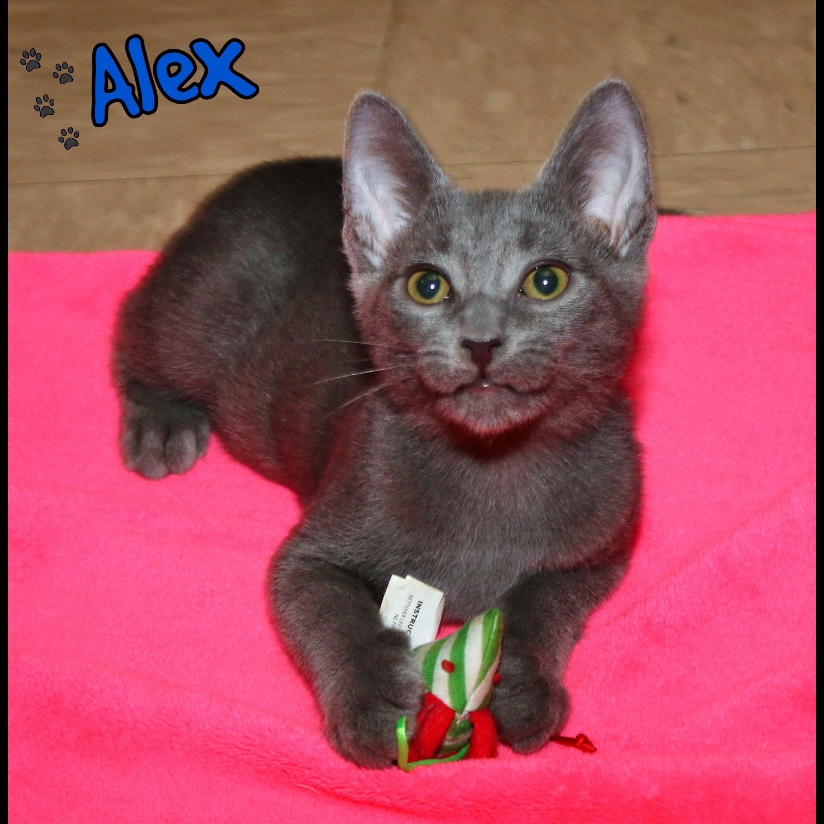 Enlarge Alex, a Adoptable Domestic Short Hair in Shippenville, PA image 1/2