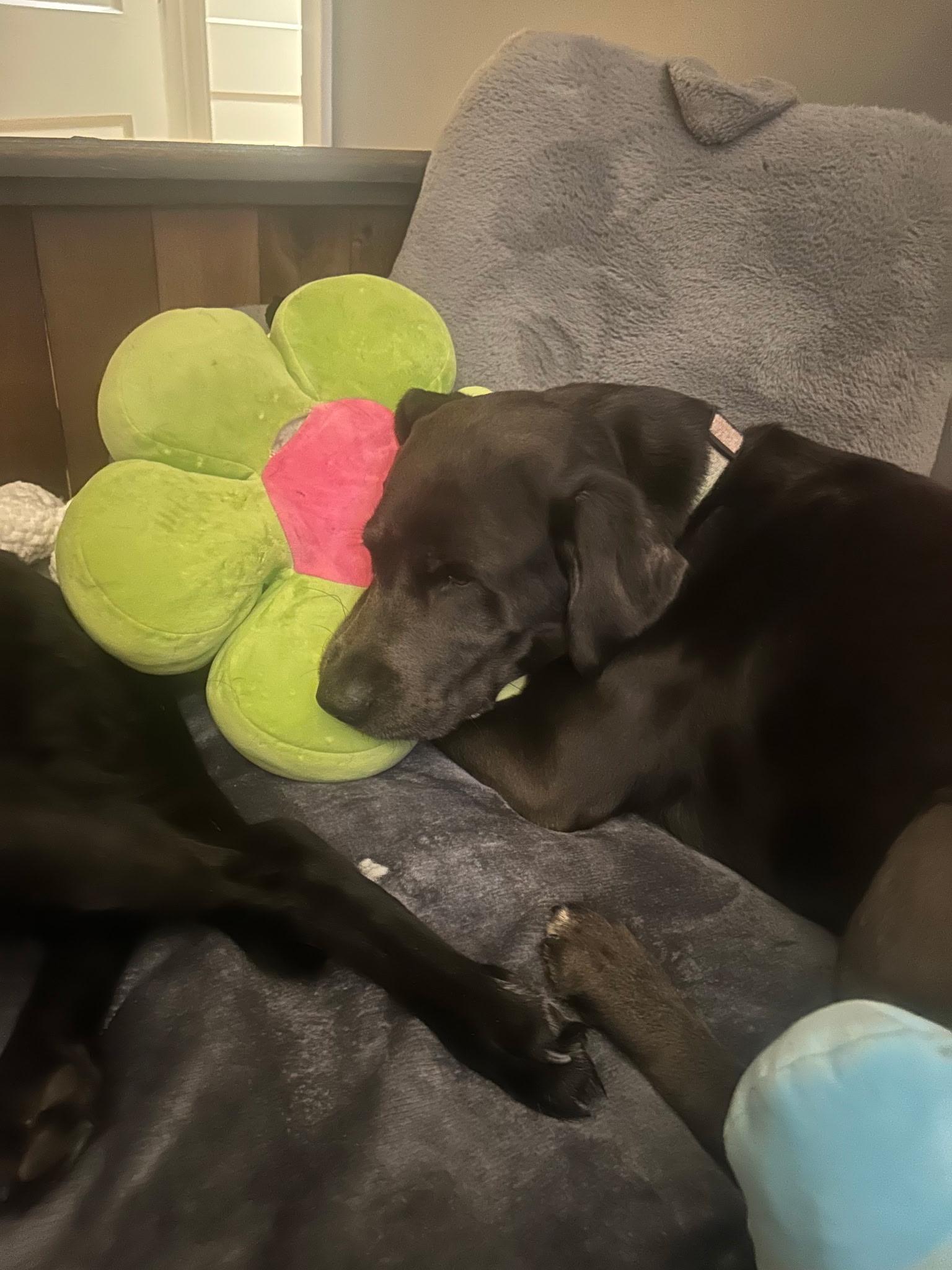 **PLEASE READ FULL DESCRIPTION** Tamber