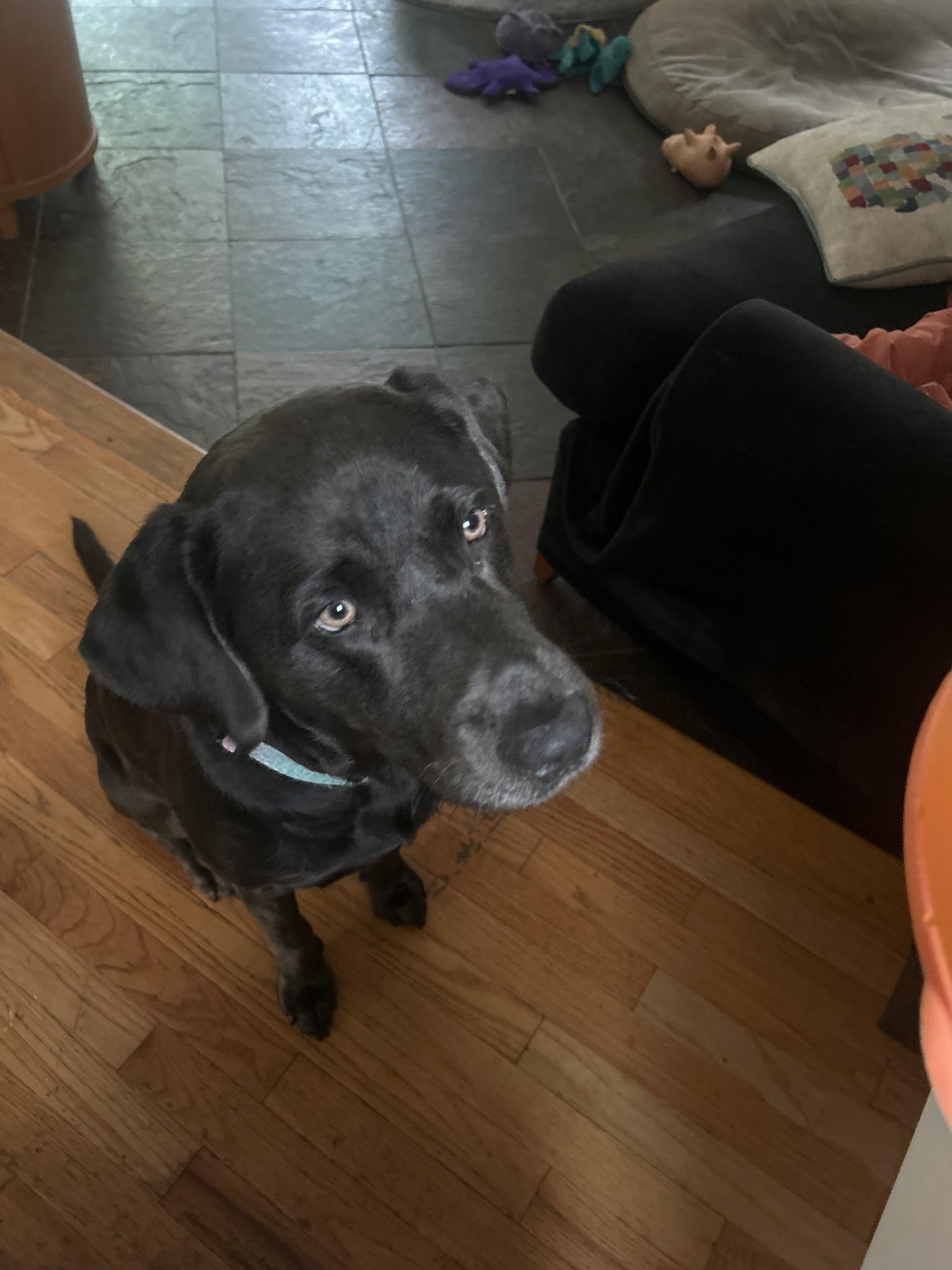 **PLEASE READ FULL DESCRIPTION** Tamber