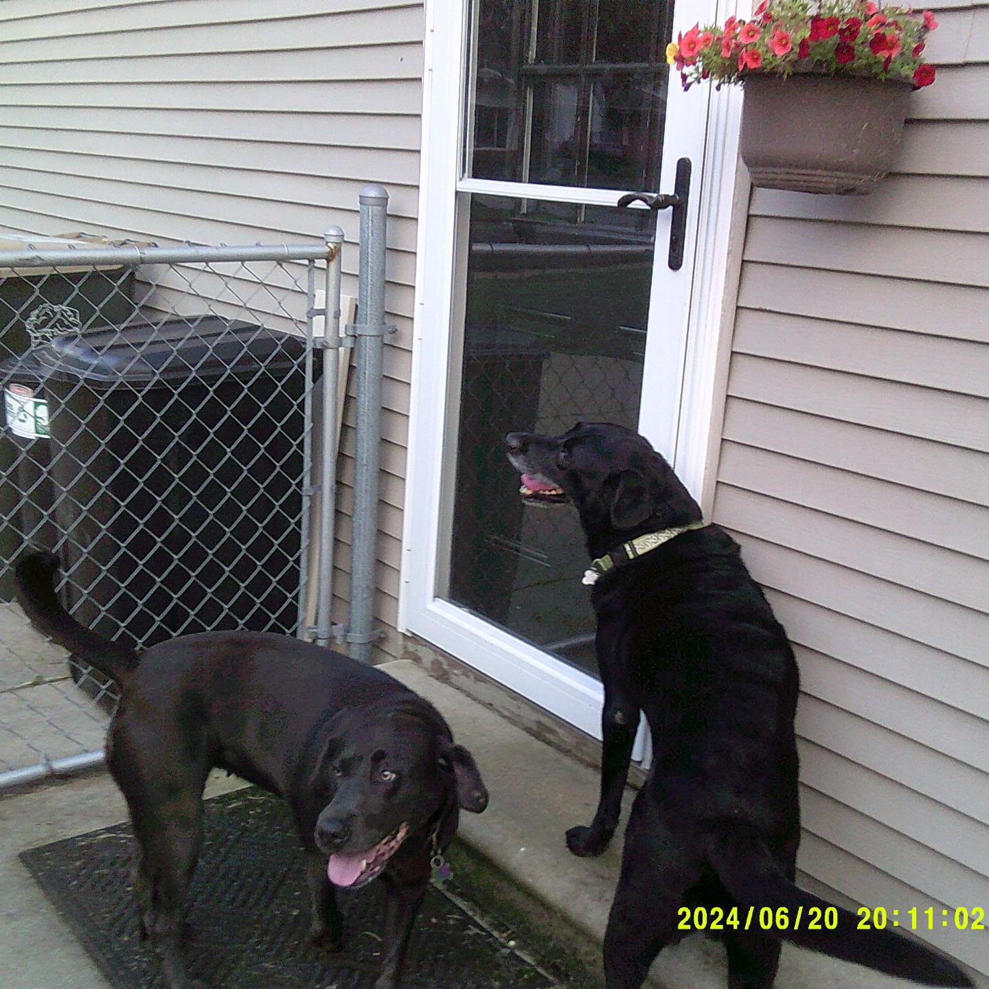 **PLEASE READ FULL DESCRIPTION** Tamber