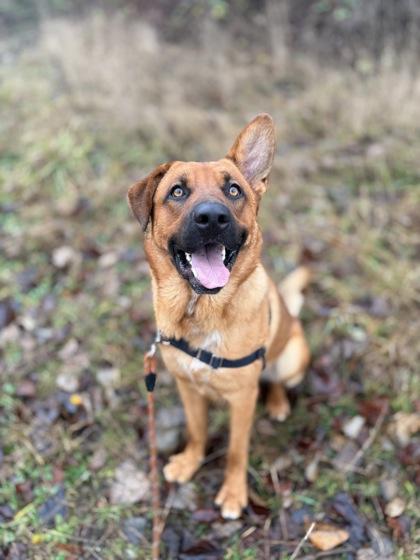Hans, Adoptable, Young Male German Shepherd Dog & Mixed Breed.