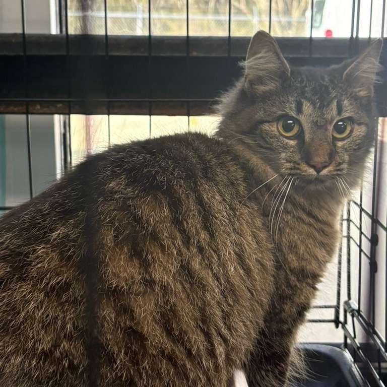 Kelly Clawson, Adoptable, Adult Female Domestic Medium Hair.