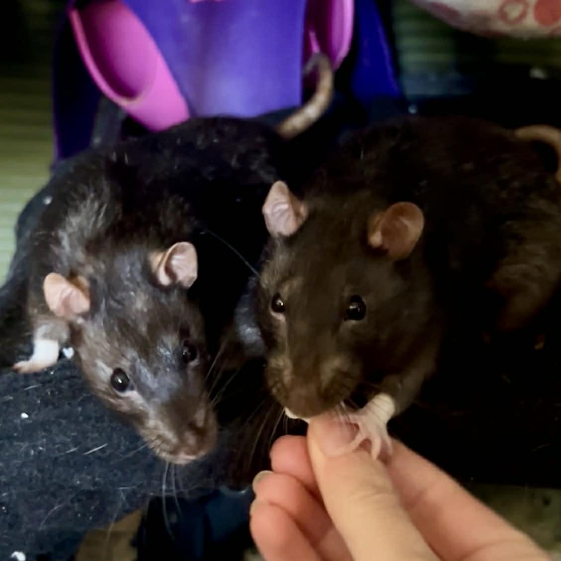 Lemmy & Mr. Cheese, a ADOPTABLE Rat in Norcross, GA image 3/3