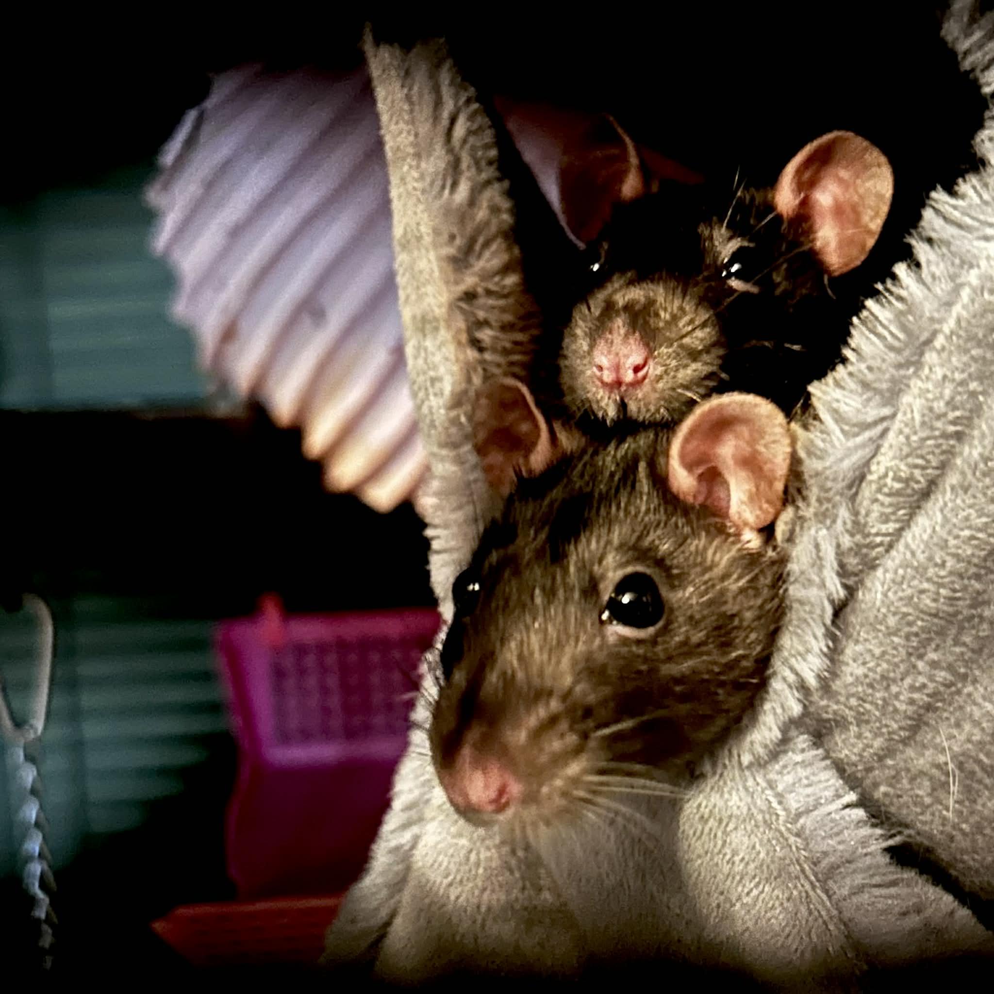 Lemmy & Mr. Cheese, ADOPTABLE, Adult Male Rat.