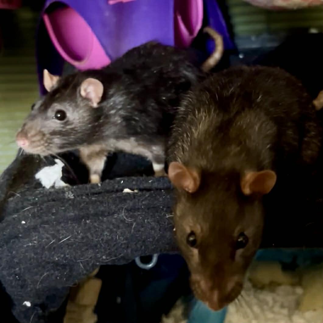 Lemmy & Mr. Cheese, a ADOPTABLE Rat in Norcross, GA image 2/3