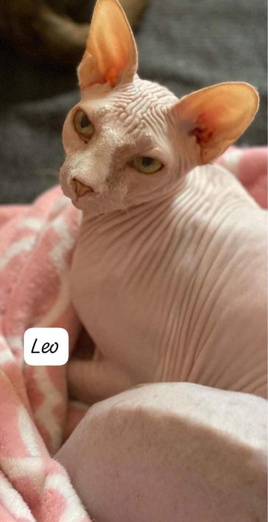 Enlarge Leo, a Adoptable Sphynx / Hairless Cat in San Jacinto, CA image 1/1