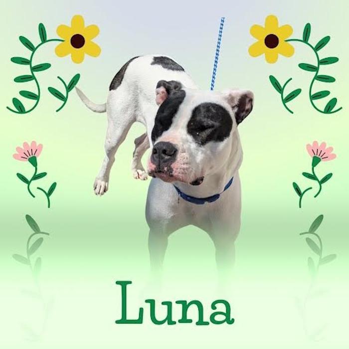 Luna