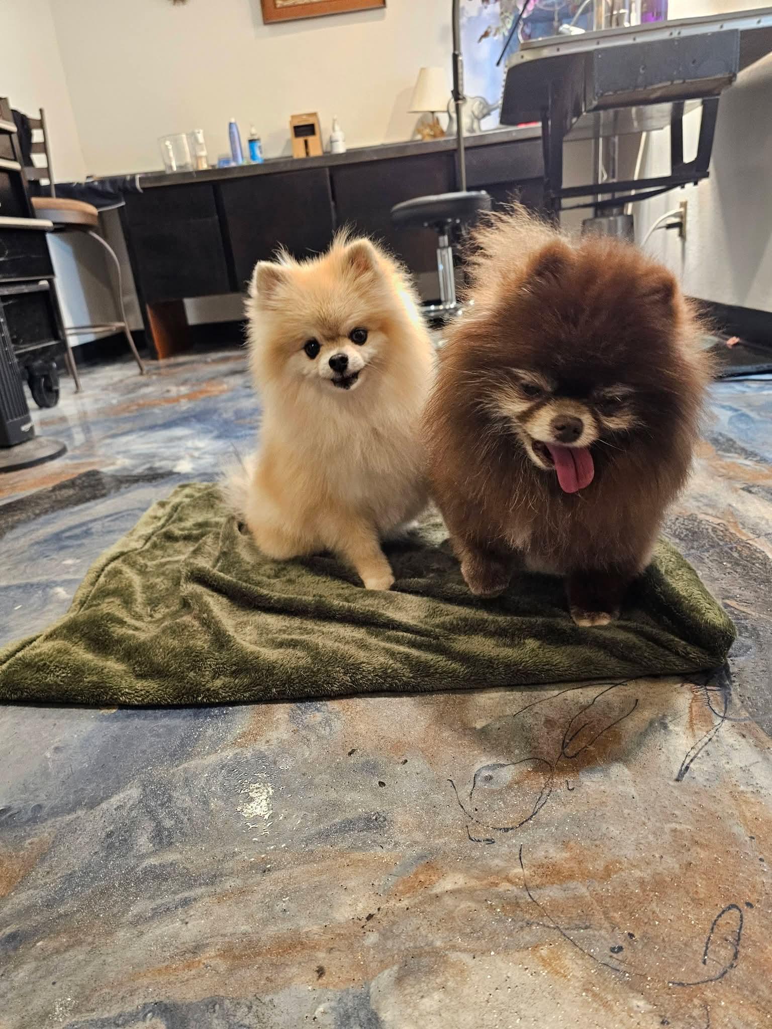 Opal, Adoptable, Adult Female Pomeranian.