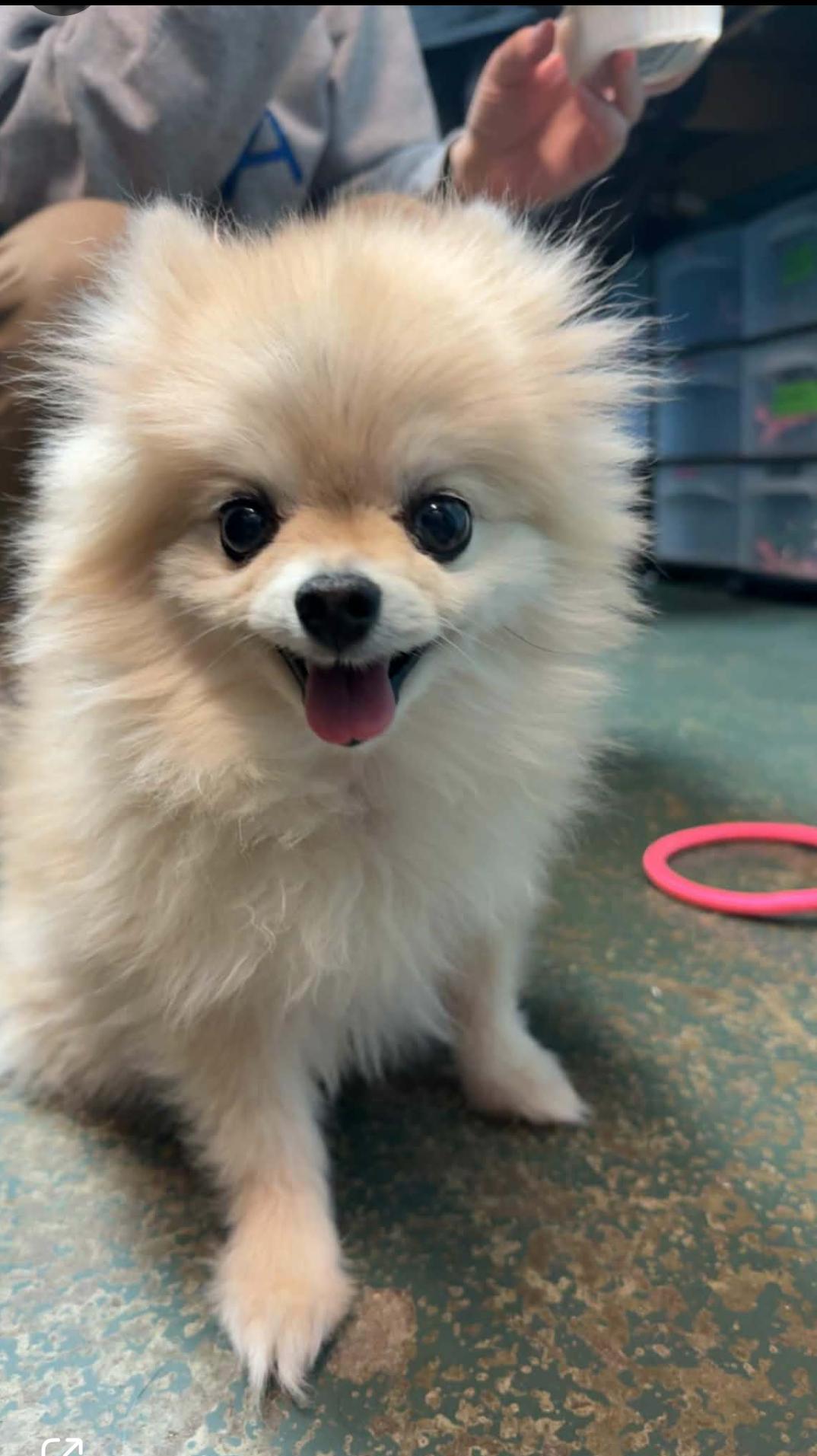 Enlarge Opal, a Adoptable Pomeranian in Sioux Falls, SD image 2/2