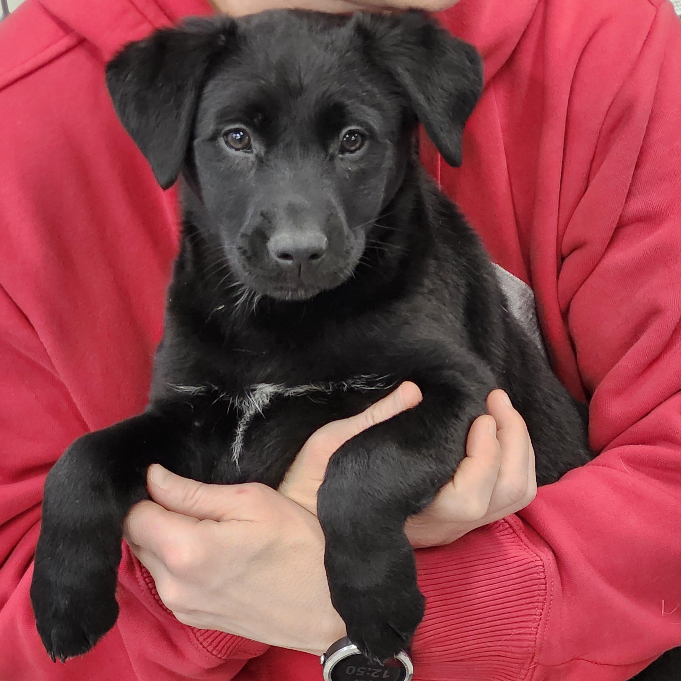 Natalie Jane, Adopted, Puppy Female Labrador Retriever.