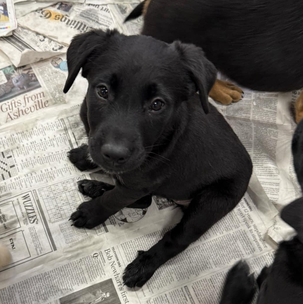 Enlarge Natalie Jane, a Adopted mixed breed in Billings, MT image 2/3