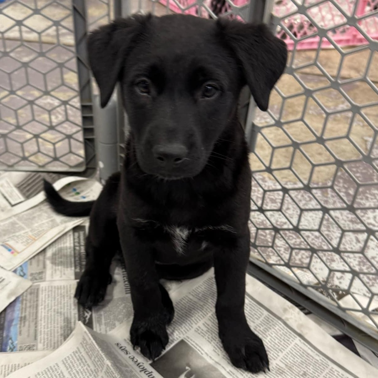 Enlarge Natalie Jane, a Adopted mixed breed in Billings, MT image 3/3