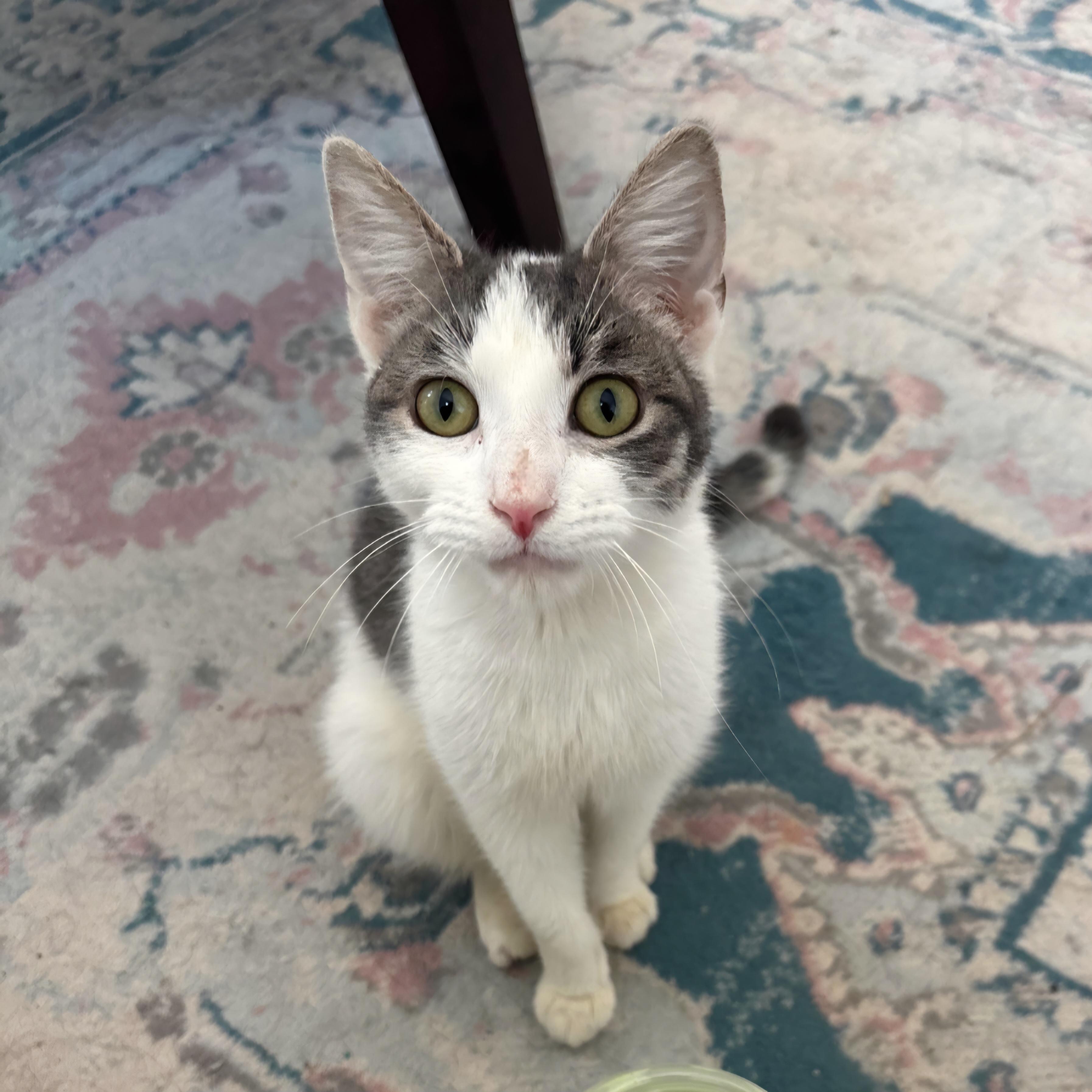 Lainey, Adoptable, Young Female Domestic Short Hair.