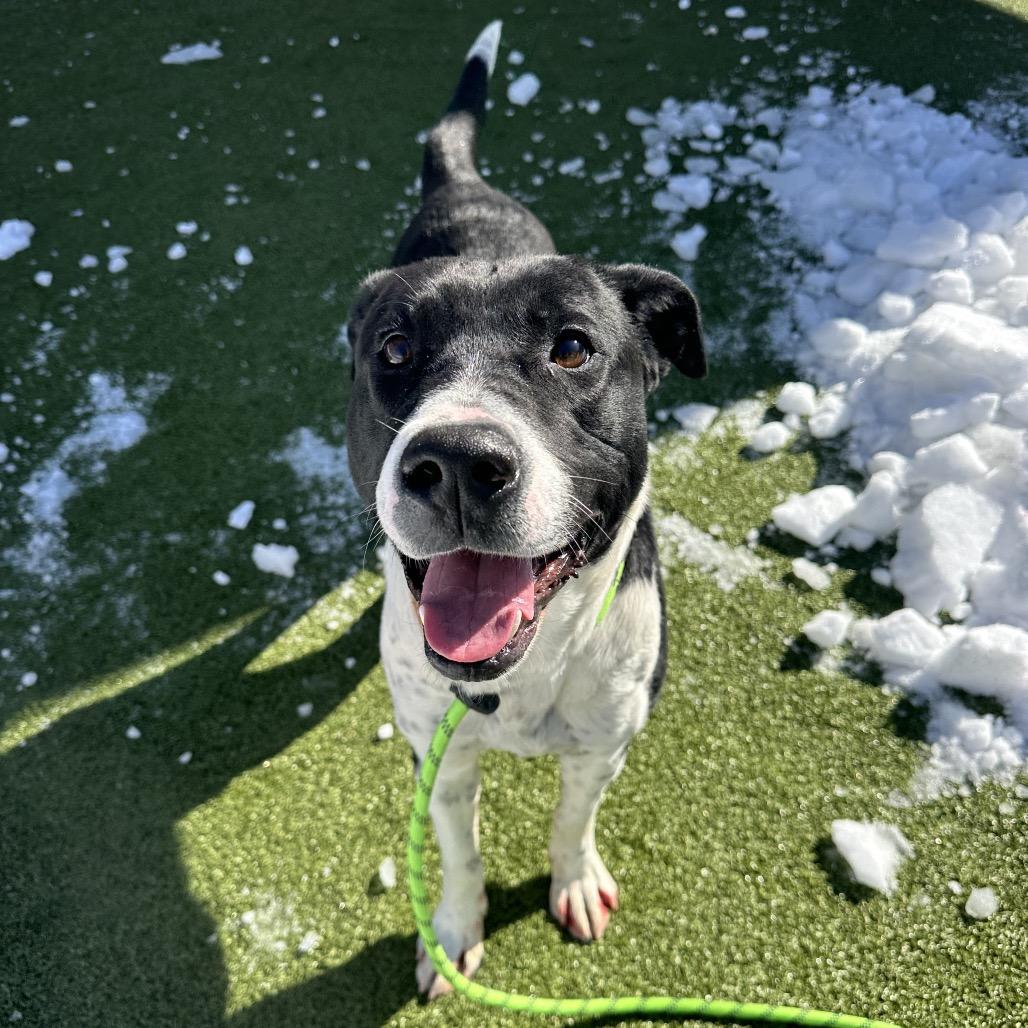 Enlarge Chip, an adopted Mixed Breed in Cape Girardeau, MO image 2/2