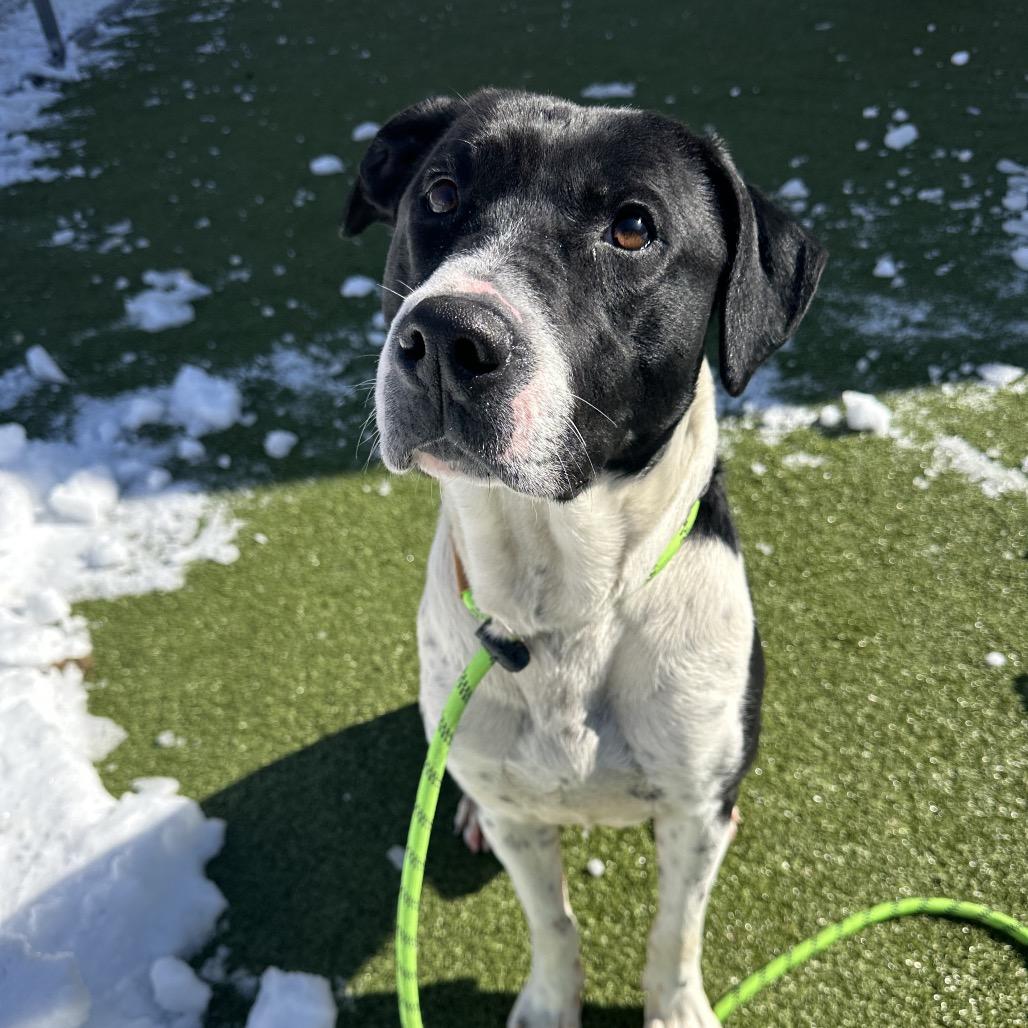 Enlarge Chip, an adopted Mixed Breed in Cape Girardeau, MO image 1/2