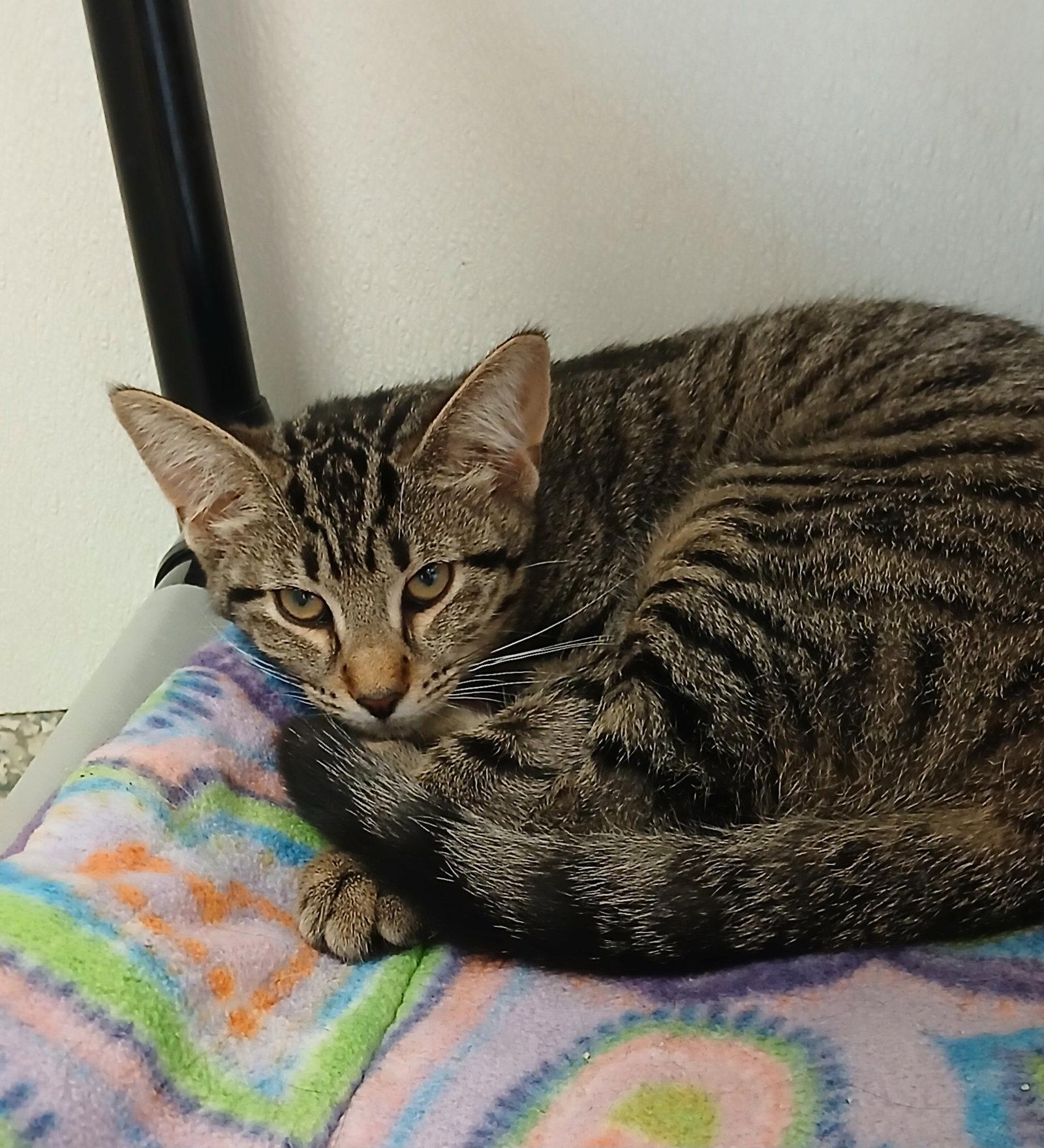 Enlarge Tahiti, a Adoptable mixed breed in Bay City, MI image 1/1