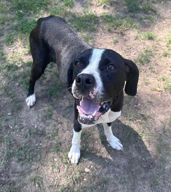 Colbie, an adoptable Pit Bull Terrier in Prudenville, MI, 48651 | Photo Image 1