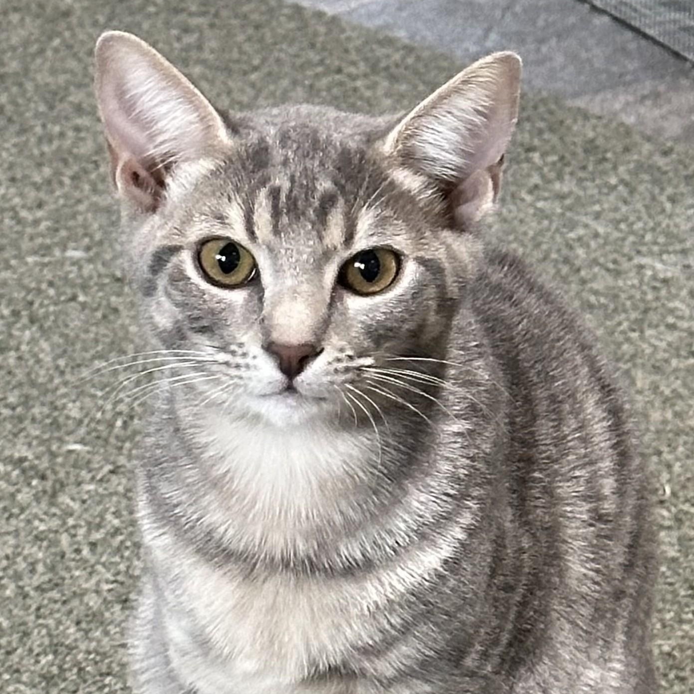 Enlarge Cranberry - The Ultimate Lap Kitten, a ADOPTABLE Domestic Short Hair in Prescott, AZ image 1/2