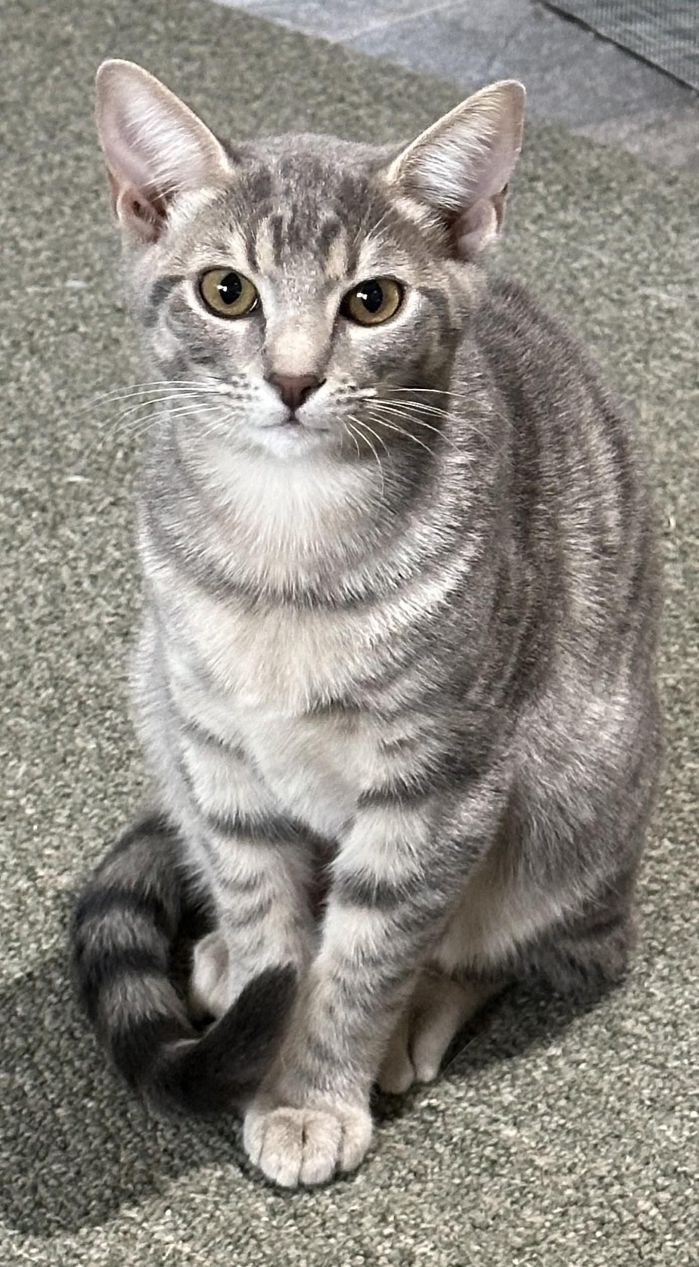 Enlarge Cranberry - The Ultimate Lap Kitten, a ADOPTABLE Domestic Short Hair in Prescott, AZ image 2/2