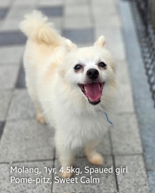 MOLANG, an adoptable Pomeranian, Spitz in Agoura Hills, CA, 91301 | Photo Image 1