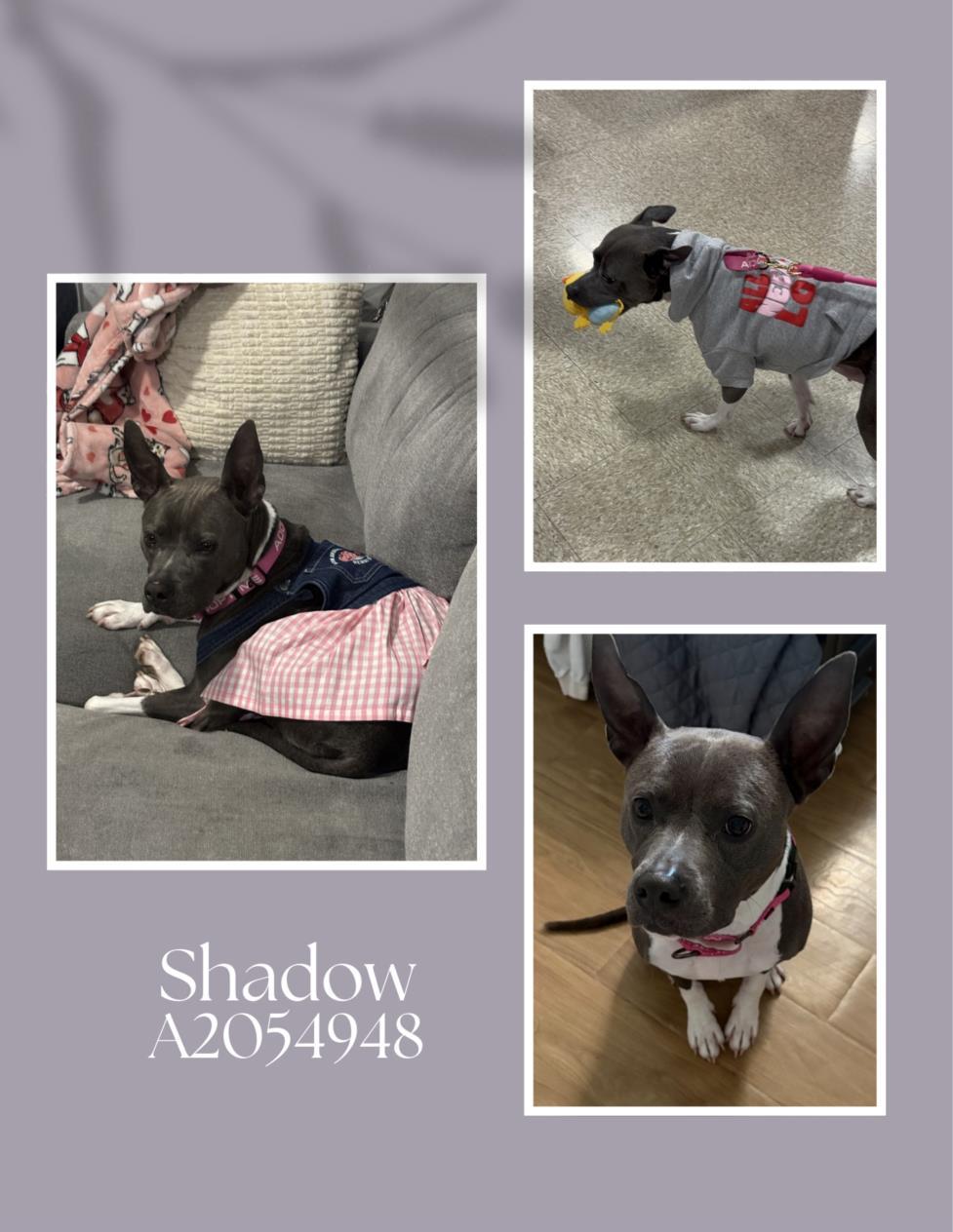 SHADOW — thumbnail 2