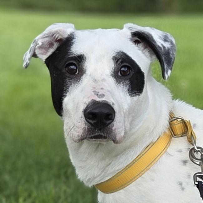 Kaden, Adoptable, Young Male Pit Bull Terrier & Collie.