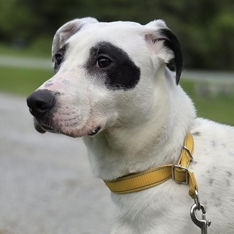 Kaden, a Adoptable mixed breed in Pittsford, VT image 2/4