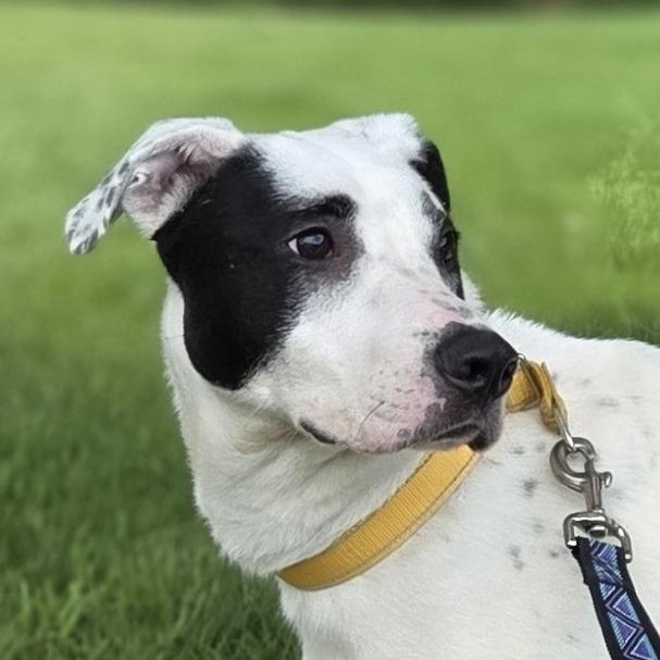 Kaden, a Adoptable mixed breed in Pittsford, VT image 3/4